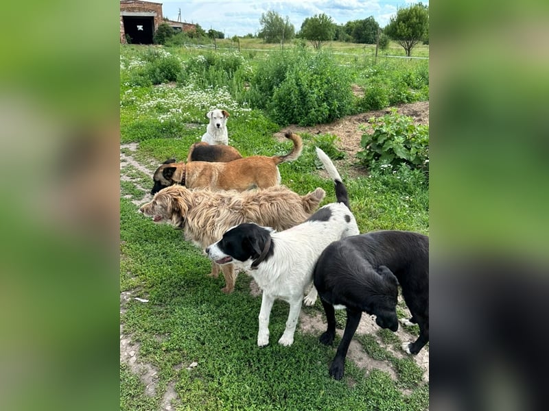 Verschmuster intelligenter Straßenhund Kashtan❤️sucht ein liebevolles Zuhause