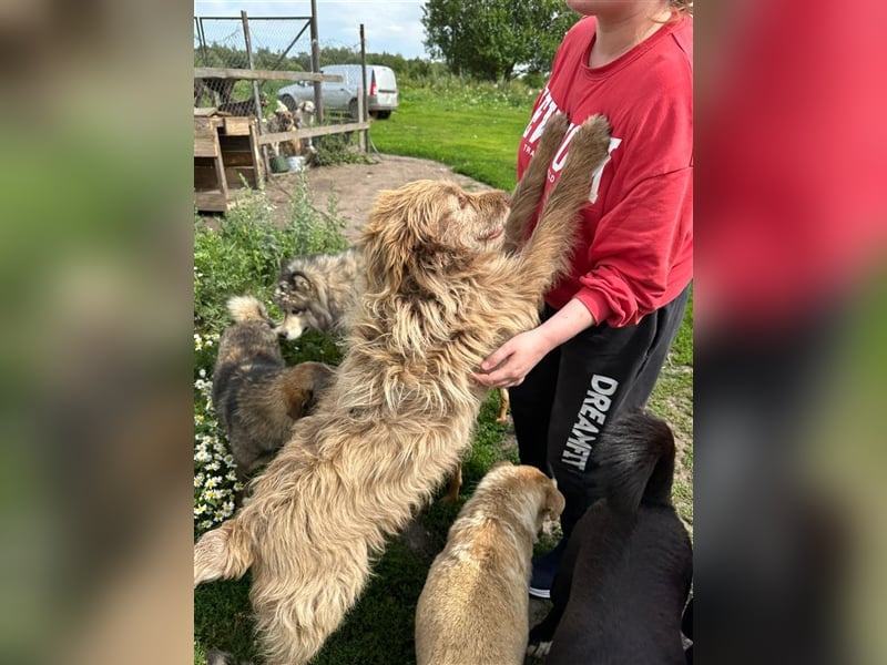 Verschmuster intelligenter Straßenhund Kashtan❤️sucht ein liebevolles Zuhause