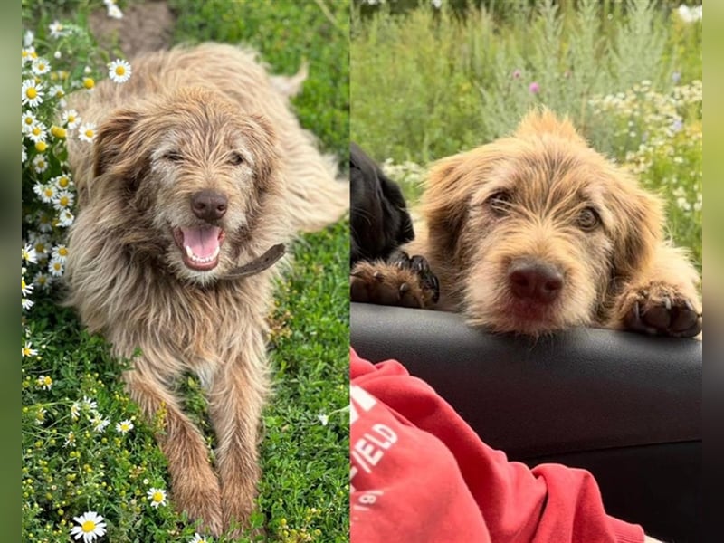 Verschmuster intelligenter Straßenhund Kashtan❤️sucht ein liebevolles Zuhause