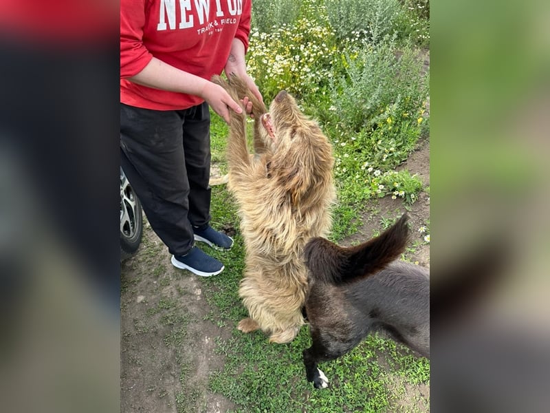 Verschmuster intelligenter Straßenhund Kashtan❤️sucht ein liebevolles Zuhause