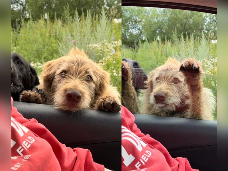Verschmuster intelligenter Straßenhund Kashtan❤️sucht ein liebevolles Zuhause