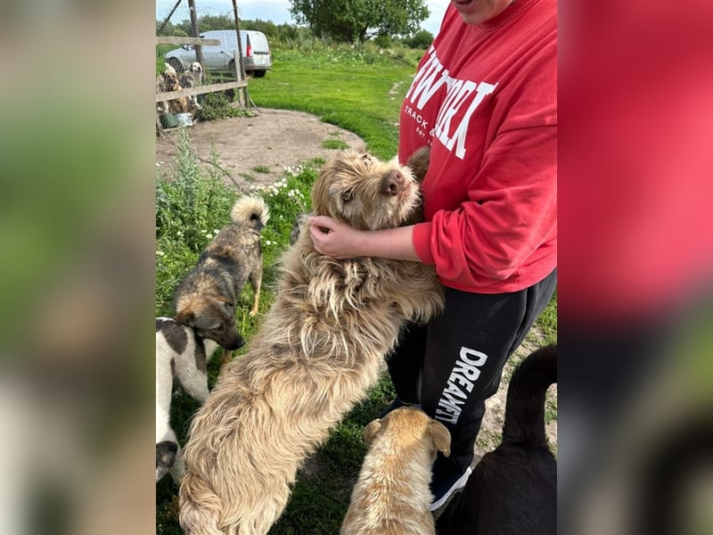 Verschmuster intelligenter Straßenhund Kashtan❤️sucht ein liebevolles Zuhause