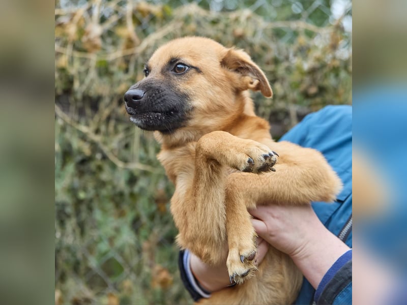 Intelligenter kleiner Tierheimhund Shket❤️sucht Pflege- oder Endstelle