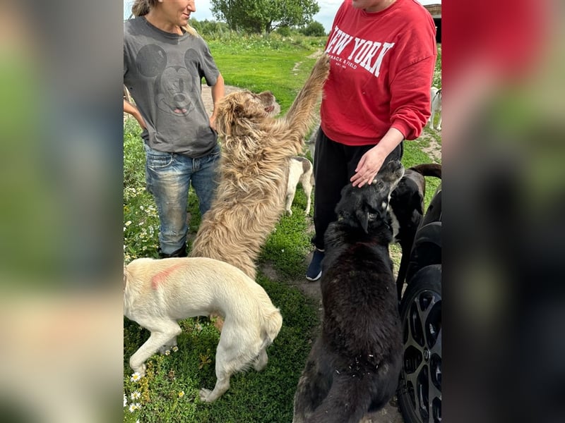Verschmuster intelligenter Straßenhund Kashtan❤️sucht ein liebevolles Zuhause