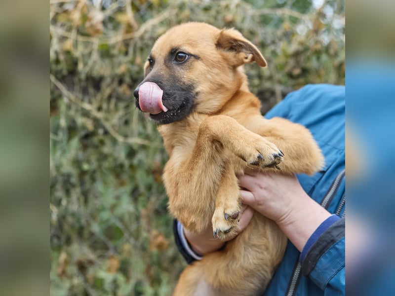 Intelligenter kleiner Tierheimhund Shket❤️sucht Pflege- oder Endstelle