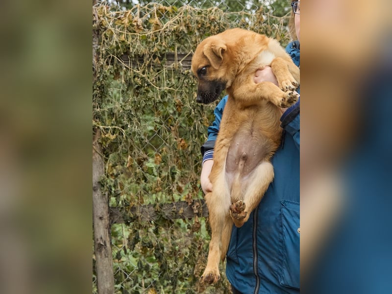 Intelligenter kleiner Tierheimhund Shket❤️sucht Pflege- oder Endstelle