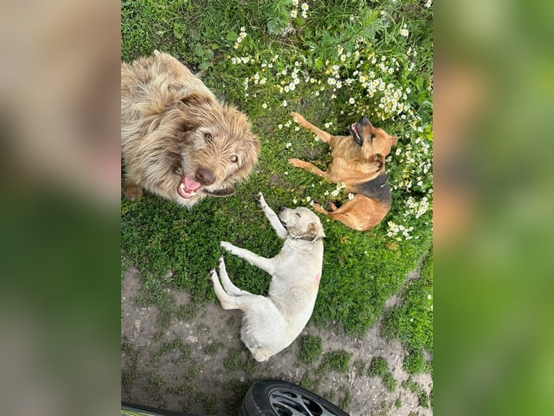 Verschmuster intelligenter Straßenhund Kashtan❤️sucht ein liebevolles Zuhause
