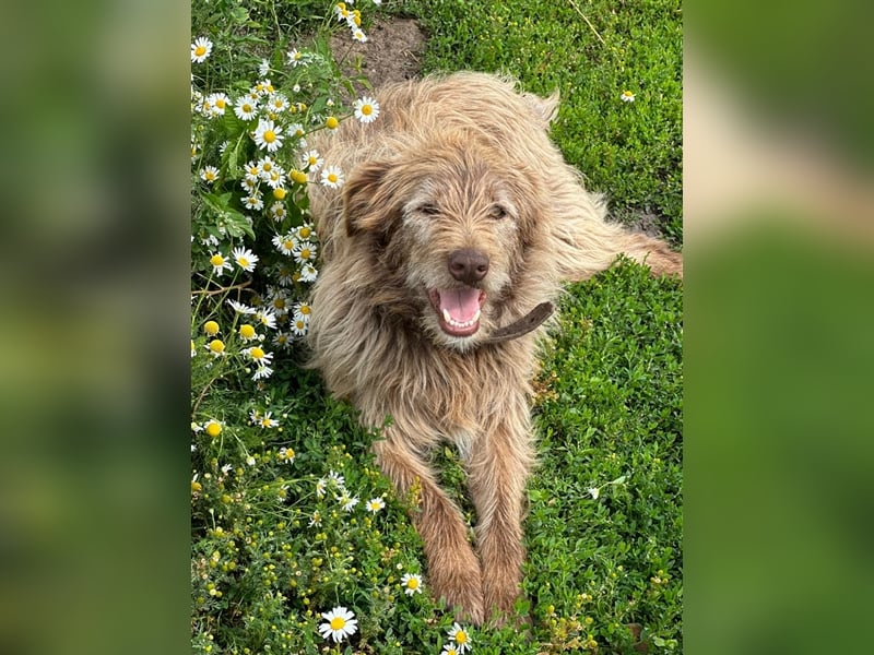 Verschmuster intelligenter Straßenhund Kashtan❤️sucht ein liebevolles Zuhause