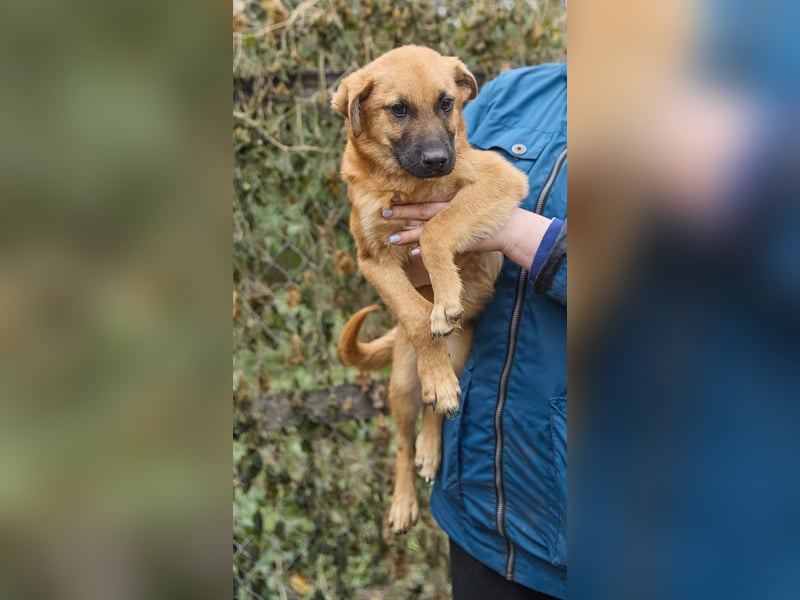 Intelligenter kleiner Tierheimhund Shket❤️sucht Pflege- oder Endstelle
