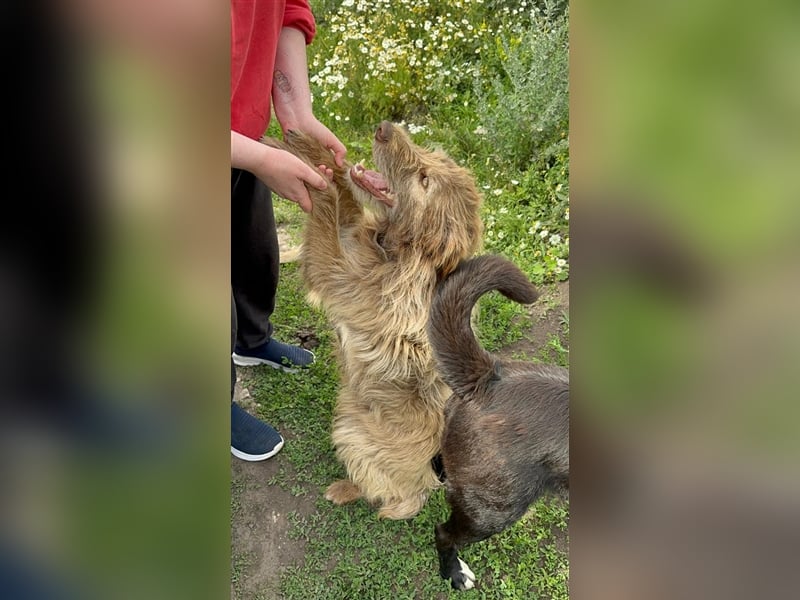 Verschmuster intelligenter Straßenhund Kashtan❤️sucht ein liebevolles Zuhause