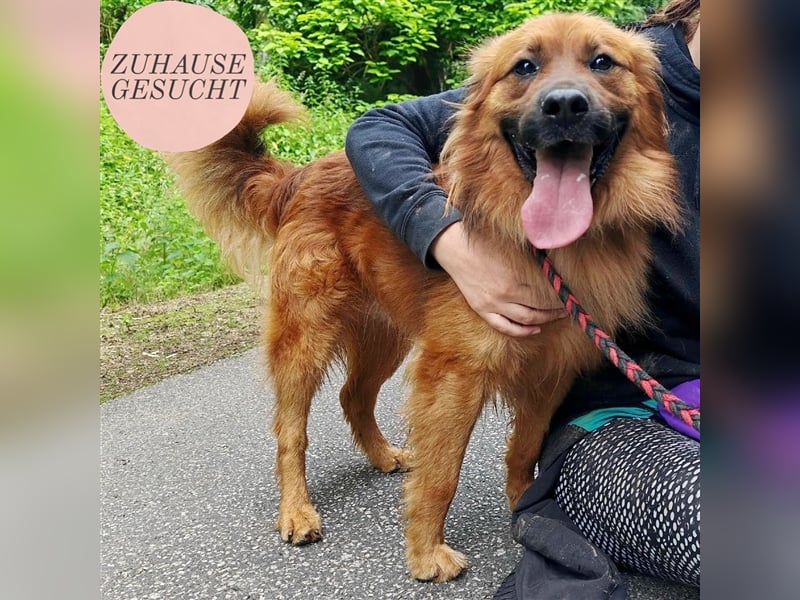 Hübscher Reno sucht ein Zuhause ❤️
