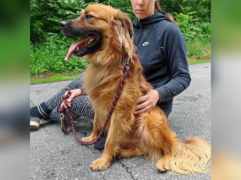Hübscher Reno sucht ein Zuhause ❤️