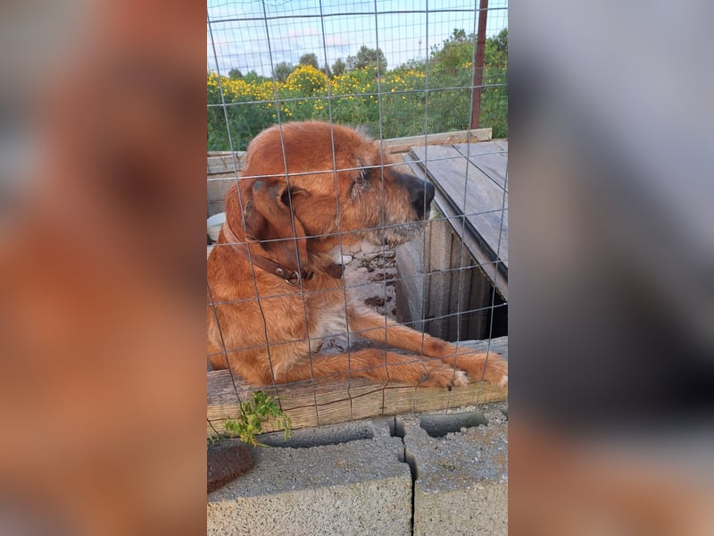 Balu - er hat ganz viel Liebe zu geben
