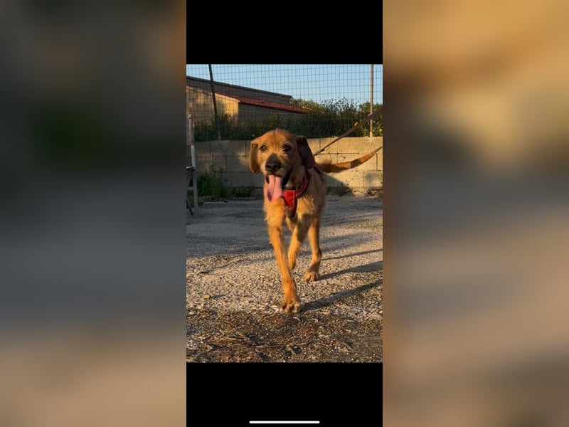 Balu - er hat ganz viel Liebe zu geben