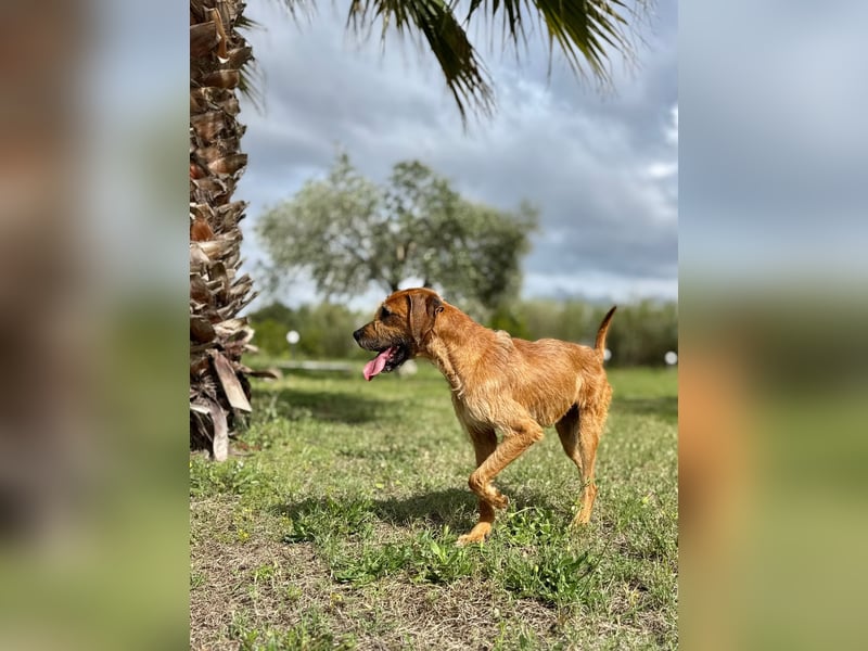 Balu - er hat ganz viel Liebe zu geben