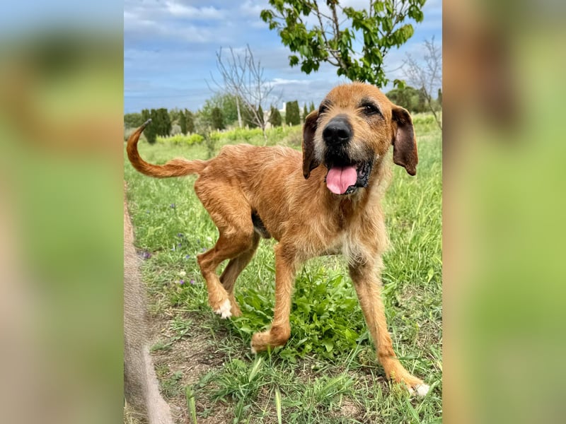 Balu - er hat ganz viel Liebe zu geben