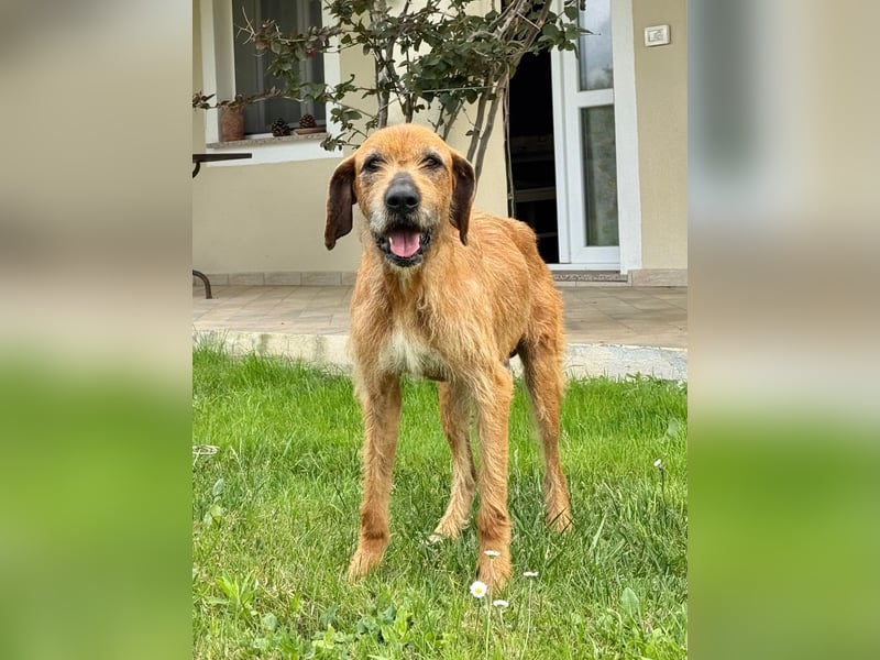 Balu - er hat ganz viel Liebe zu geben
