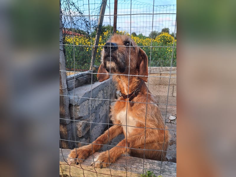 Balu - er hat ganz viel Liebe zu geben