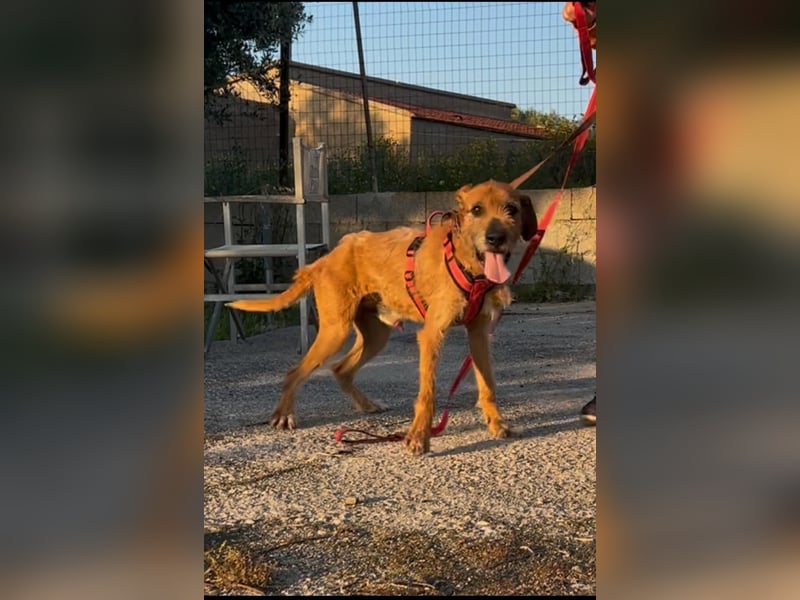 Balu - er hat ganz viel Liebe zu geben
