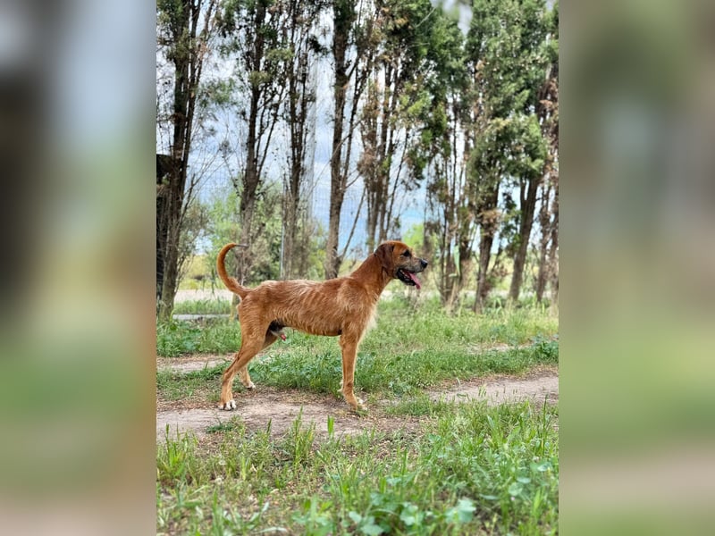 Balu - er hat ganz viel Liebe zu geben