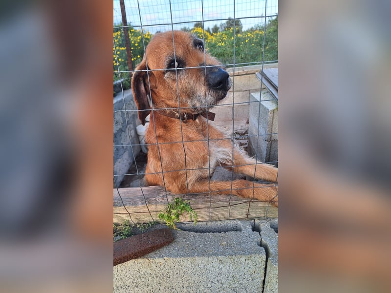 Balu - er hat ganz viel Liebe zu geben