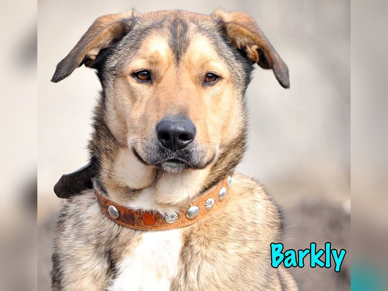 Barkly 06/2022 (RUS) - ausgeglichener, kluger und lernwilliger Jungrüde!