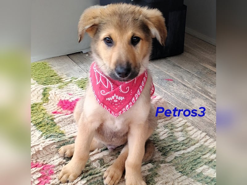 Petros3 12/2024 (GRC) - ausgeglichener, freundlicher und geselliger Welpe!