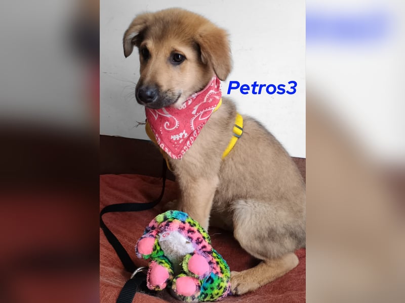 Petros3 12/2024 (GRC) - ausgeglichener, freundlicher und geselliger Welpe!