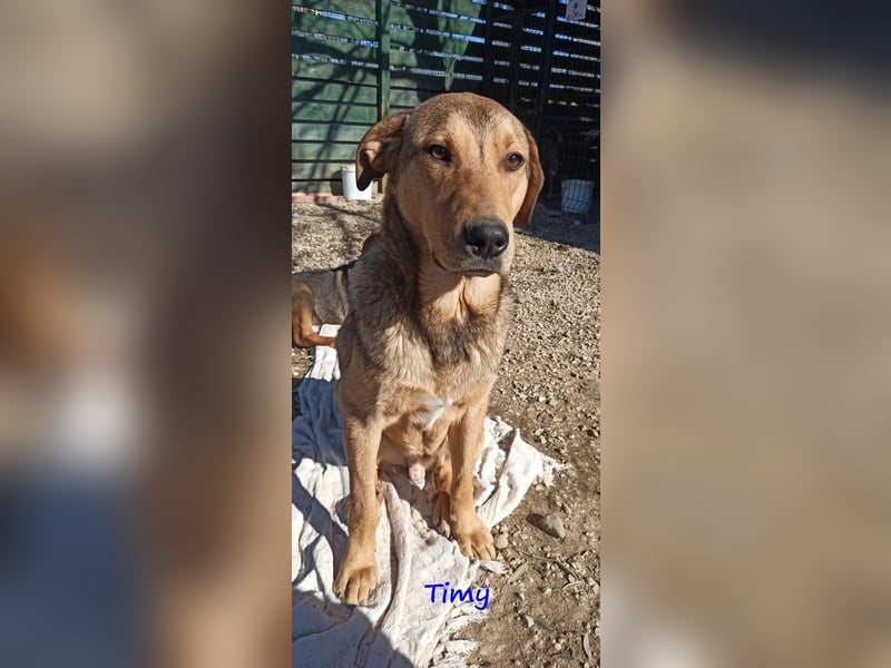 Timy 04/2020 (GRC) - ruhiger und verträglicher Rüde sucht ein entspanntes Zuhause!