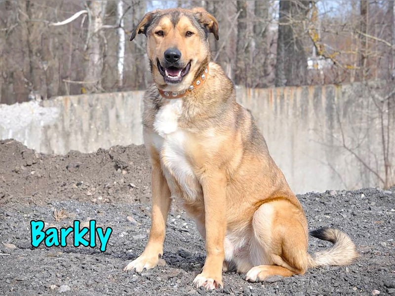 Barkly 06/2022 (RUS) - ausgeglichener, kluger und lernwilliger Jungrüde!