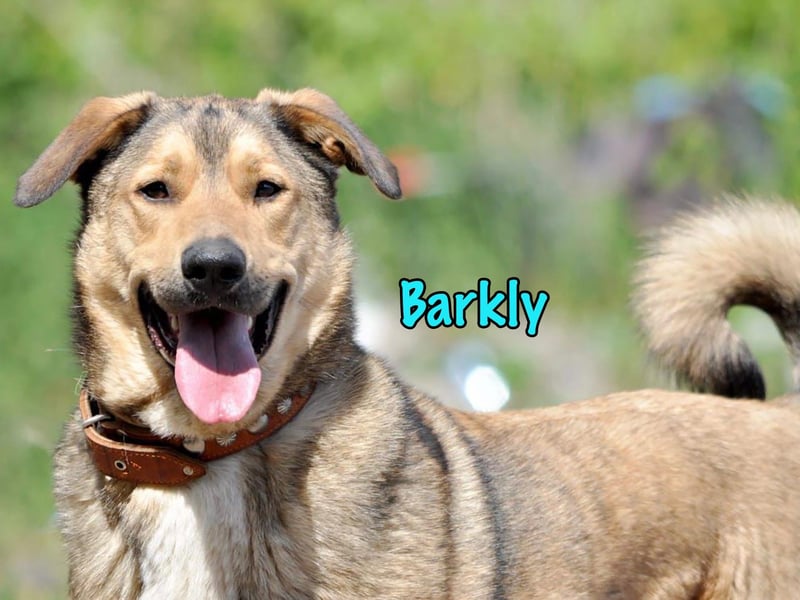 Barkly 06/2022 (RUS) - ausgeglichener, kluger und lernwilliger Jungrüde!