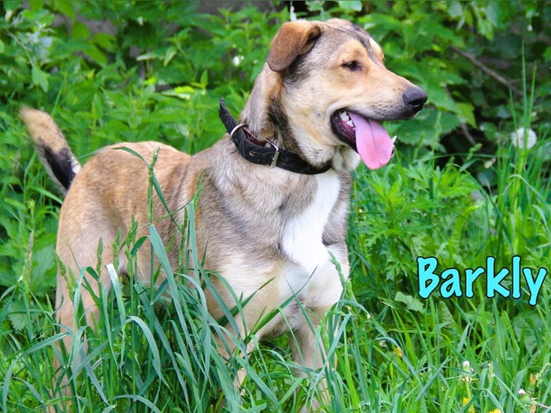 Barkly 06/2022 (RUS) - ausgeglichener, kluger und lernwilliger Jungrüde!