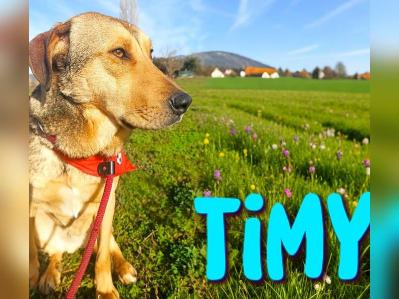 Timy 04/2020 (GRC) - ruhiger und verträglicher Rüde sucht ein entspanntes Zuhause!