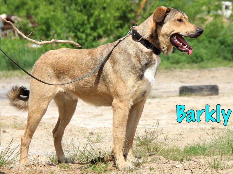 Barkly 06/2022 (RUS) - ausgeglichener, kluger und lernwilliger Jungrüde!