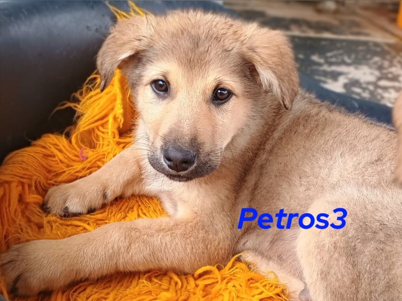 Petros3 12/2024 (GRC) - ausgeglichener, freundlicher und geselliger Welpe!