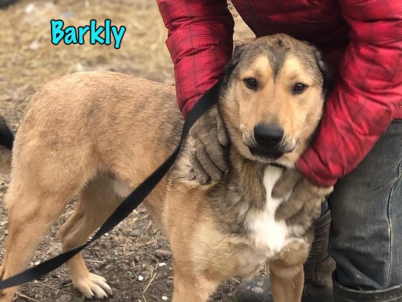 Barkly 06/2022 (RUS) - ausgeglichener, kluger und lernwilliger Jungrüde!