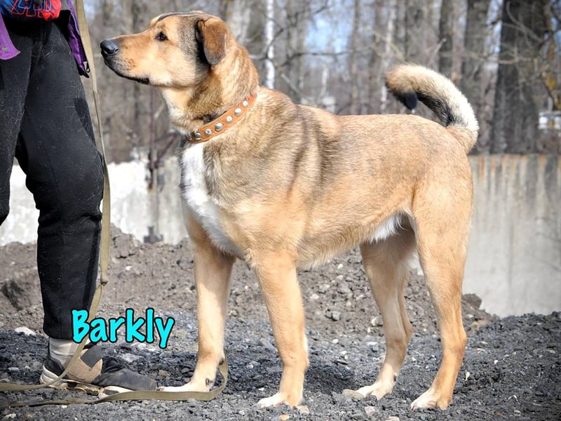 Barkly 06/2022 (RUS) - ausgeglichener, kluger und lernwilliger Jungrüde!