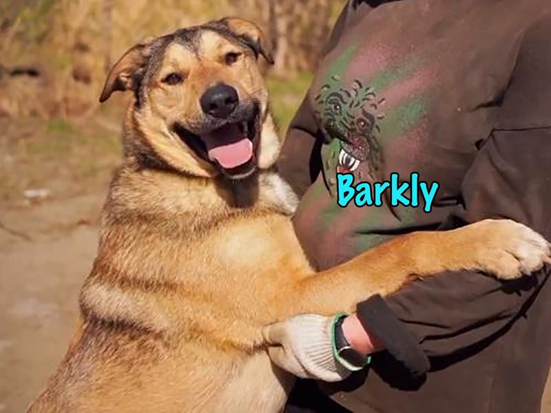 Barkly 06/2022 (RUS) - ausgeglichener, kluger und lernwilliger Jungrüde!