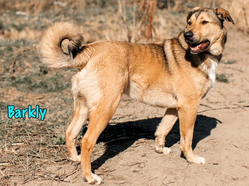 Barkly 06/2022 (RUS) - ausgeglichener, kluger und lernwilliger Jungrüde!