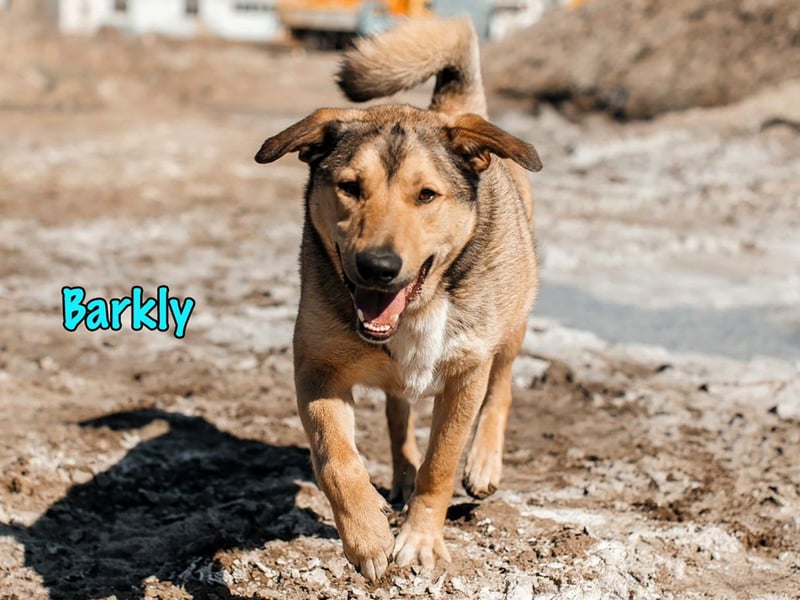 Barkly 06/2022 (RUS) - ausgeglichener, kluger und lernwilliger Jungrüde!