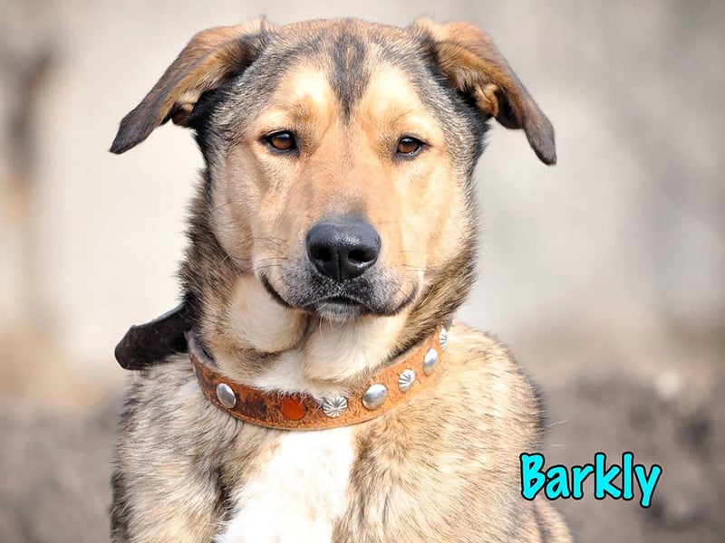 Barkly 06/2022 (RUS) - ausgeglichener, kluger und lernwilliger Jungrüde!