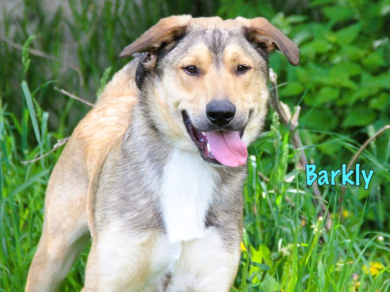 Barkly 06/2022 (RUS) - ausgeglichener, kluger und lernwilliger Jungrüde!