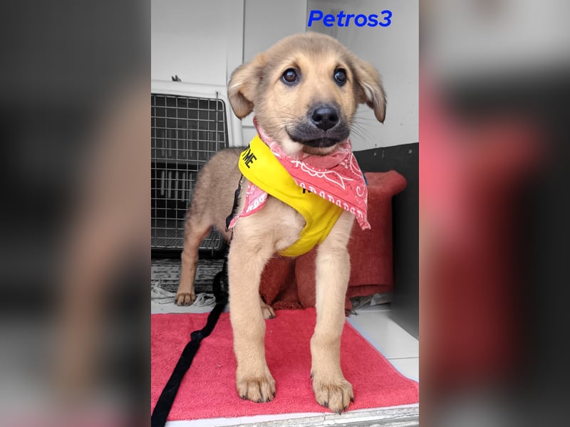 Petros3 12/2024 (GRC) - ausgeglichener, freundlicher und geselliger Welpe!
