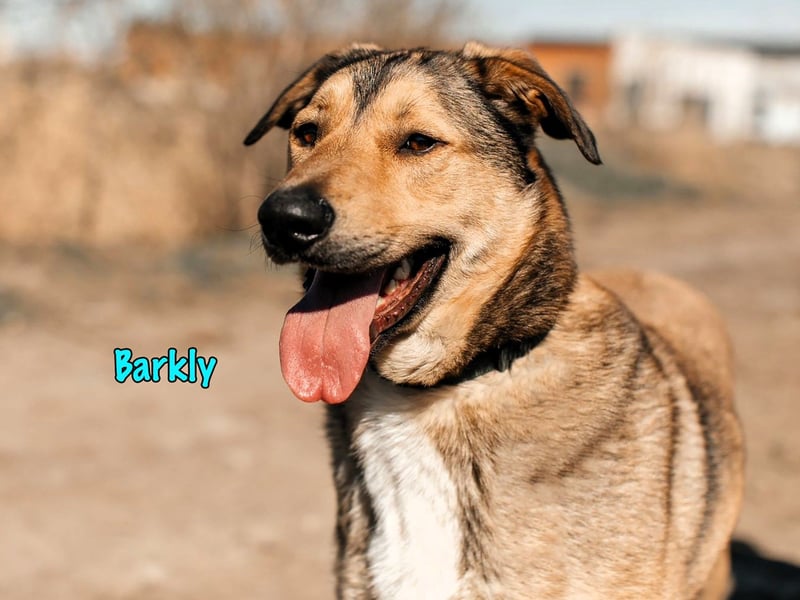 Barkly 06/2022 (RUS) - ausgeglichener, kluger und lernwilliger Jungrüde!