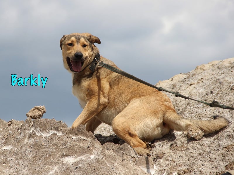 Barkly 06/2022 (RUS) - ausgeglichener, kluger und lernwilliger Jungrüde!