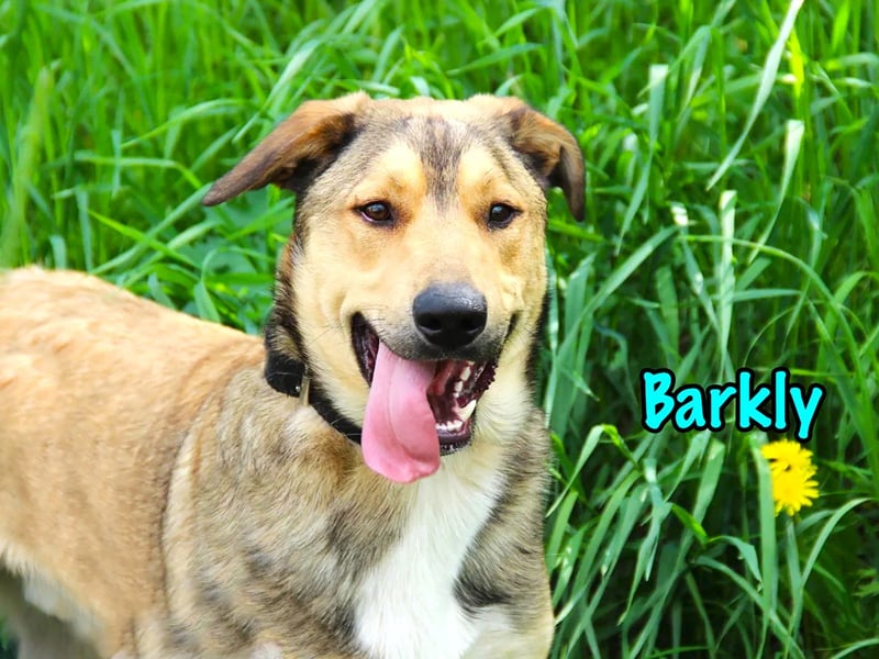 Barkly 06/2022 (RUS) - ausgeglichener, kluger und lernwilliger Jungrüde!