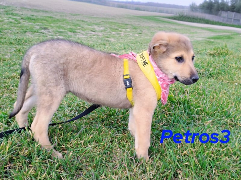 Petros3 12/2024 (GRC) - ausgeglichener, freundlicher und geselliger Welpe!
