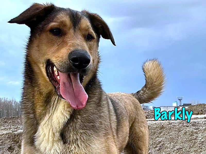 Barkly 06/2022 (RUS) - ausgeglichener, kluger und lernwilliger Jungrüde!
