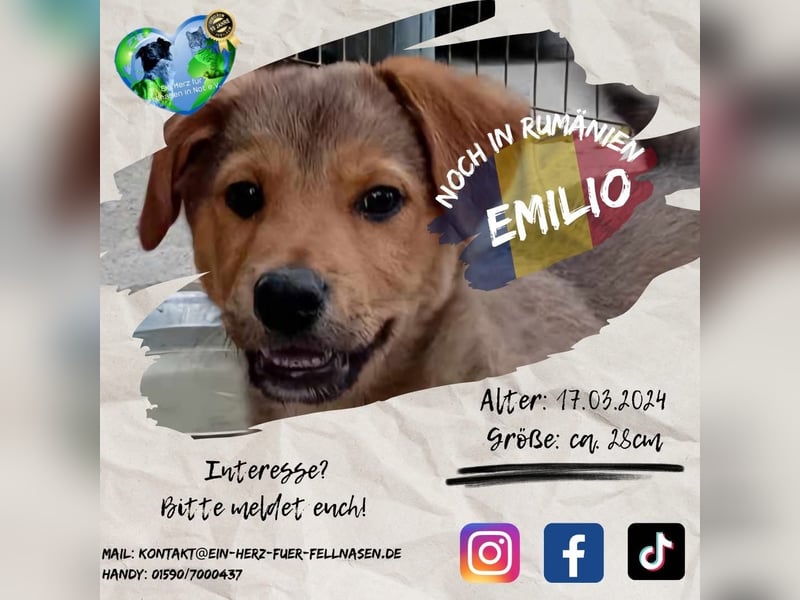 Unser wunderschöner Emilio