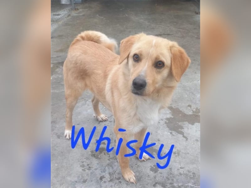 Unser wunderschöner Whisky
